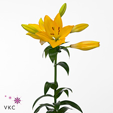 Lily La. Beau Soleil