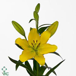Lily La. Bussetto