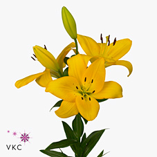 Lily LA. Precioso