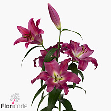 Lily oriental - adelante