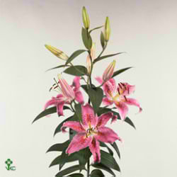 Lily Oriental - alliance