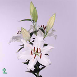 Lily Oriental - alma ata