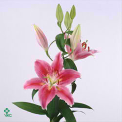Lily Oriental - canberra