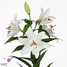 Lily oriental - caroline tensen