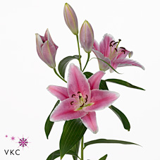 Lily Oriental - carribean