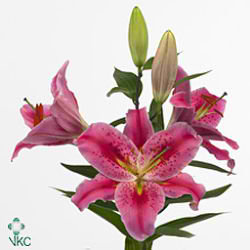 Lily Oriental - cassini