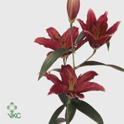 Lily Oriental - cobra