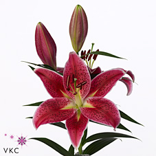 Lily Oriental - deep impact