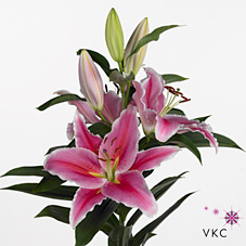 Lily Oriental fairy tale