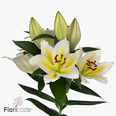 Lily Oriental - follina