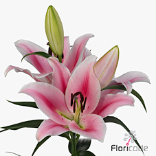 Lily Oriental - Frontera