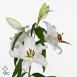 Lily Oriental - intenso