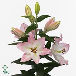 Lily Oriental - Lake Michigan