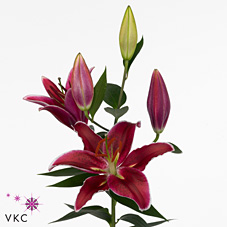 Lily Oriental - Le Baron
