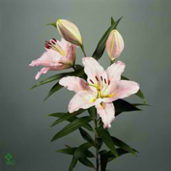 Lily oriental - le reve
