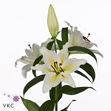 Lily oriental - legend
