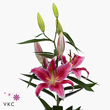 Lily Oriental - mero star