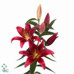 Lily Oriental - montezuma