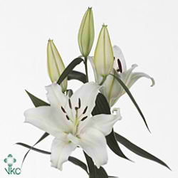 Lily Oriental nova zembla