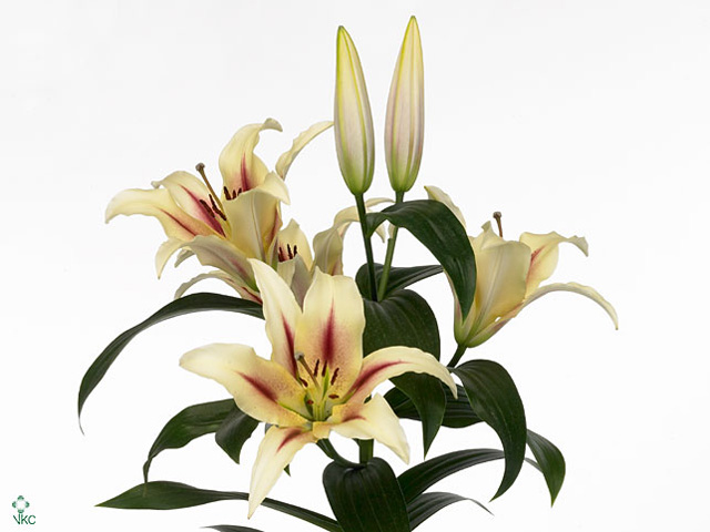 Lily Oriental - Nymph