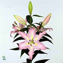 Lily Oriental - Pandora