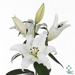 Lily Oriental - Pathos