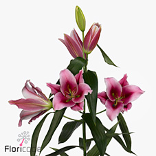 Lily Oriental - Pink Magic