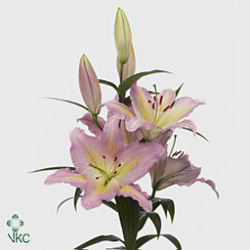 Lily Oriental - pink mystery