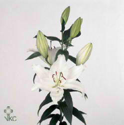 Liliy Oriental - Sapporo