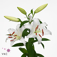 Lily Oriental - Siberia