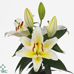 Lily Oriental - solo