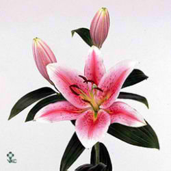Lily Oriental - tiber