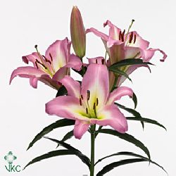 Lily Oriental - timezone