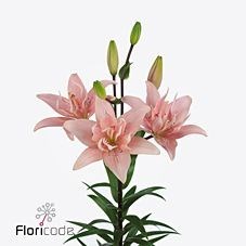 Lily Asiatic Elodie