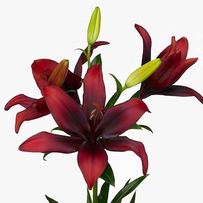 Lily Asiatic Foreigner