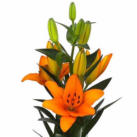 Lily Asiatic Heraklion