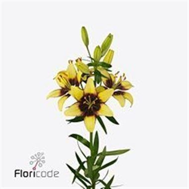 Lily Asiatic Lat Yellow