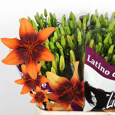 Lily Asiatic Latino Orange