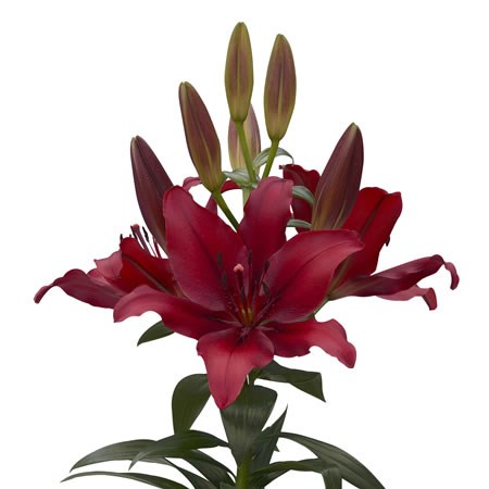 Lily Asiatic Marianne Timmer