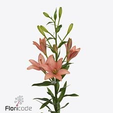 Lily Asiatic Pink Cocotte