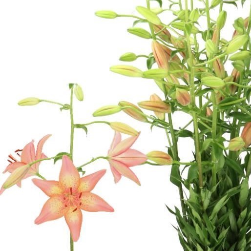 Lily Asiatic Pink Madness