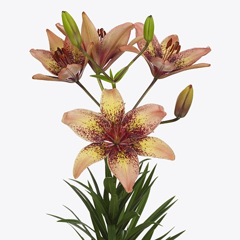 Lily Asiatic Tribal Dance