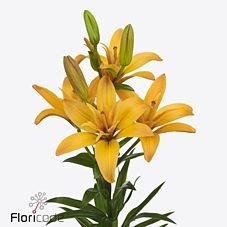 Lily LA.Twinlife Gold