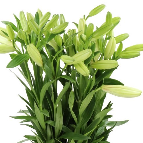 Lily LA. Albidona