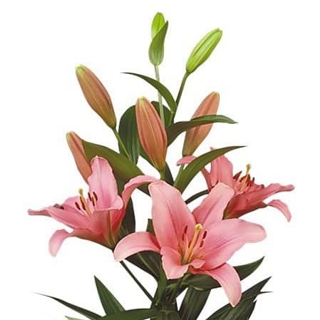 Lily LA. Brindisi