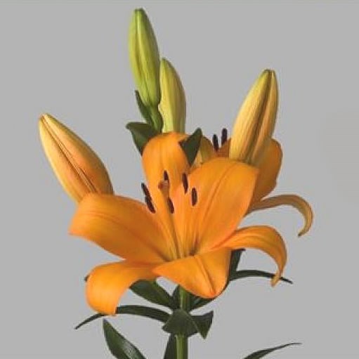 Lily LA. Caesars Palace