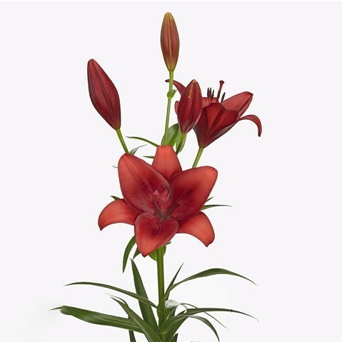 Lily LA. Calabria