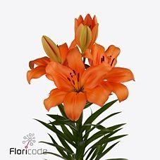 Lily LA. Cantello