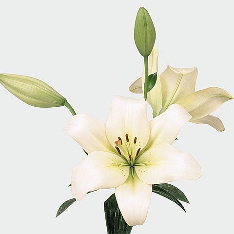 Lily LA. Ercolano