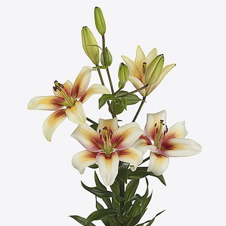 Lily LA. Funky